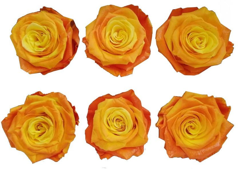 Ten Eternal Roses Bicolor Eternal Roses