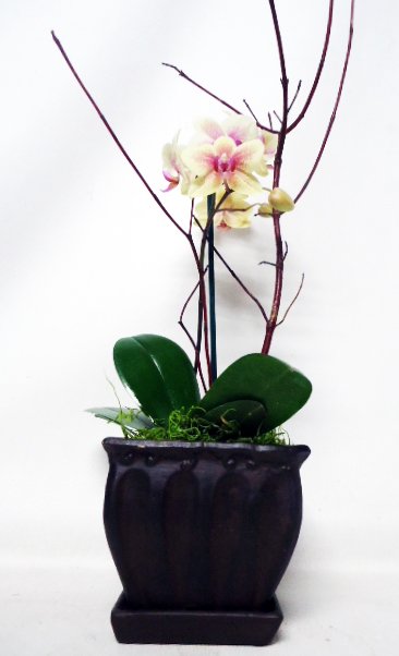 Orchid Plant-Ceramic