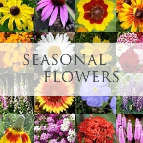 Subscription - Seasonal Flowers
